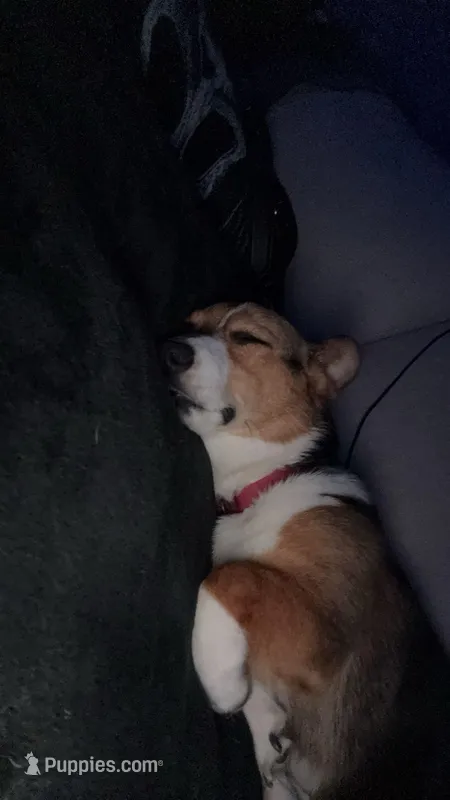 Willow – Pembroke Welsh Corgi puppy for sale in Dallas, TX