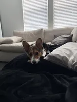 Willow, a female Pembroke Welsh Corgi for sale in Dallas, TX – Photo 2 of 4