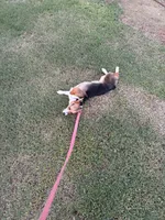 Willow, a female Pembroke Welsh Corgi for sale in Dallas, TX – Photo 4 of 4