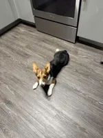 Willow, a female Pembroke Welsh Corgi for sale in Dallas, TX – Photo 3 of 4