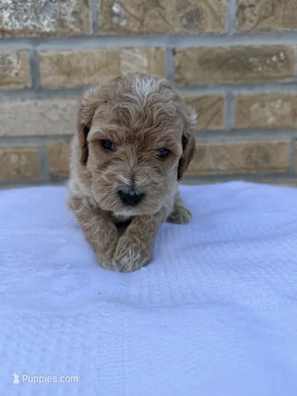 Rocky – Miniature Goldendoodle puppy for sale in Knoxville, TN
