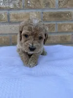 Rocky, a male Miniature Goldendoodle for sale in Knoxville, TN – 1 of 4