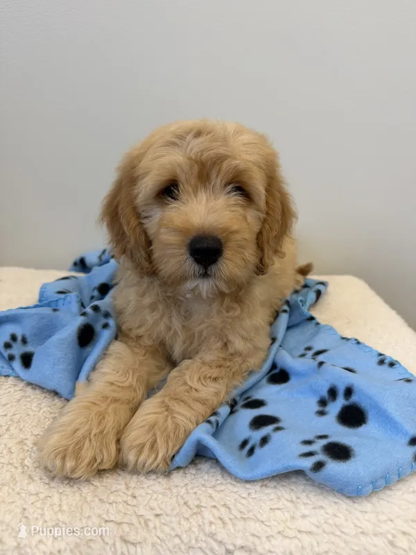 Raider  – Miniature Goldendoodle puppy for sale in Knoxville, TN