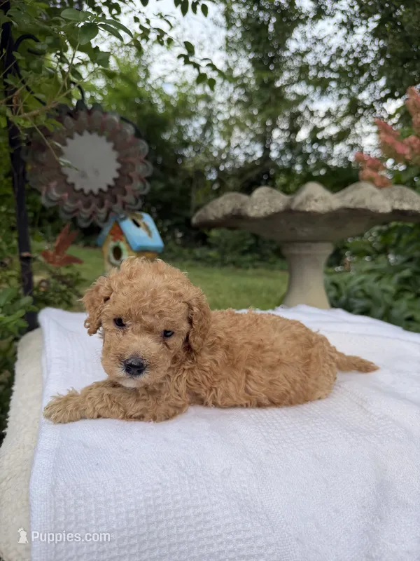Shadow – Miniature Goldendoodle puppy for sale in Knoxville, TN