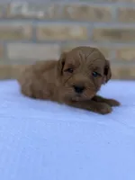 Rex , a male Miniature Goldendoodle for sale in Knoxville, TN – 5 of 5