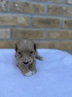 Skipper, a male Miniature Goldendoodle for sale in Knoxville, TN – 3 of 3