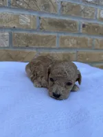Shadow, a female Miniature Goldendoodle for sale in Knoxville, TN – 3 of 3
