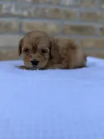 Rover, a male Miniature Goldendoodle for sale in Knoxville, TN – 3 of 3