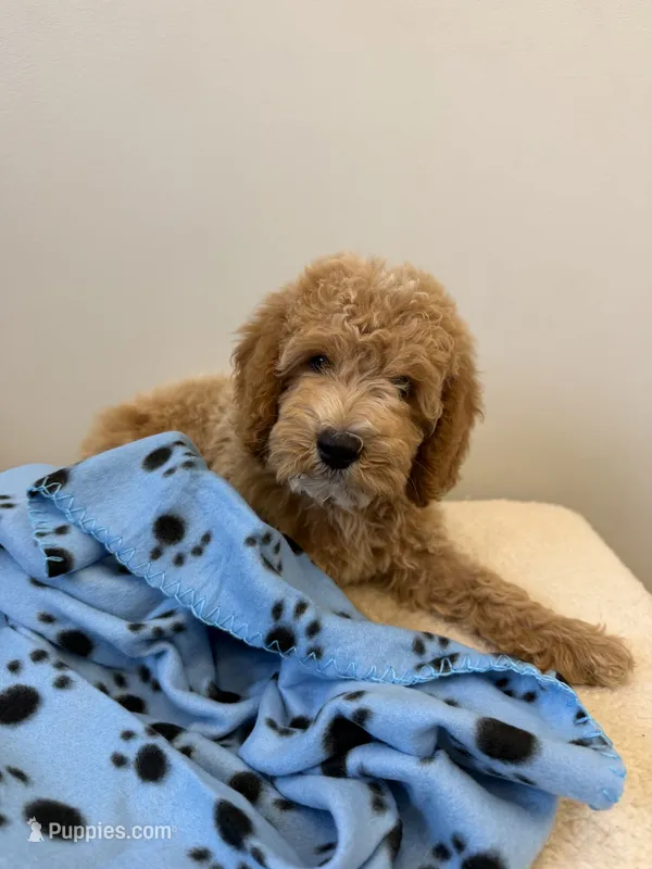 Rocky – Miniature Goldendoodle puppy for sale in Knoxville, TN