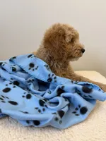 Rocky, a male Miniature Goldendoodle for sale in Knoxville, TN – 2 of 6