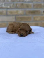 Ruby, a female Miniature Goldendoodle for sale in Knoxville, TN – 2 of 4
