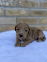 Scooby, a male Miniature Goldendoodle for sale in Knoxville, TN – 2 of 3