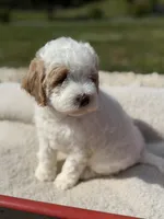 Quintin, a female Goldendoodle and Miniature Goldendoodle for sale in Knoxville, TN – 2 of 5