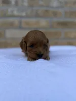 Ruby, a female Miniature Goldendoodle for sale in Knoxville, TN – 3 of 4