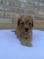 River, a female Miniature Goldendoodle for sale in Knoxville, TN – 4 of 4