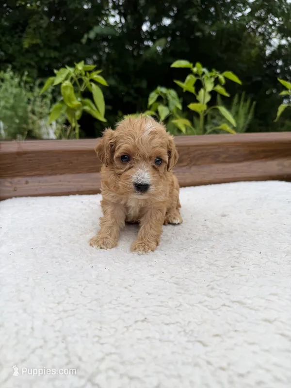 Sterling – Miniature Goldendoodle puppy for sale in Knoxville, TN