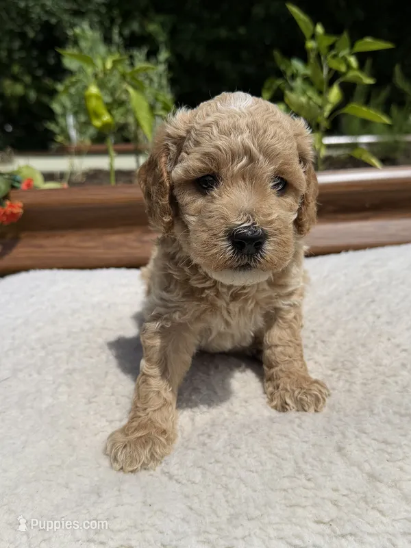 Rocky – Miniature Goldendoodle puppy for sale in Knoxville, TN