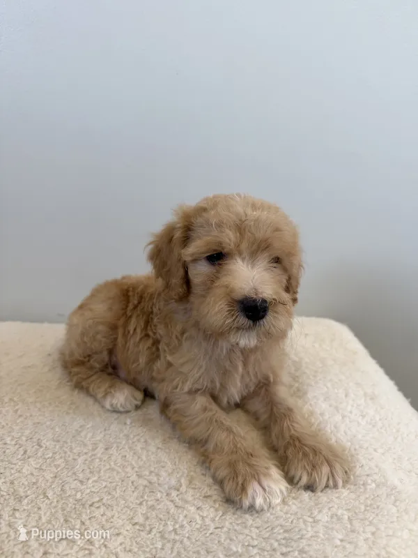 Skipper – Miniature Goldendoodle puppy for sale in Knoxville, TN