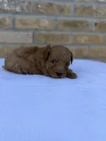 Rex , a male Miniature Goldendoodle for sale in Knoxville, TN – 3 of 5