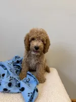Rocky, a male Miniature Goldendoodle for sale in Knoxville, TN – 6 of 6