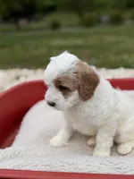 Quantum, a male Goldendoodle and Miniature Goldendoodle for sale in Knoxville, TN – 3 of 4