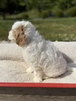 Quintin, a female Goldendoodle and Miniature Goldendoodle for sale in Knoxville, TN – 5 of 5