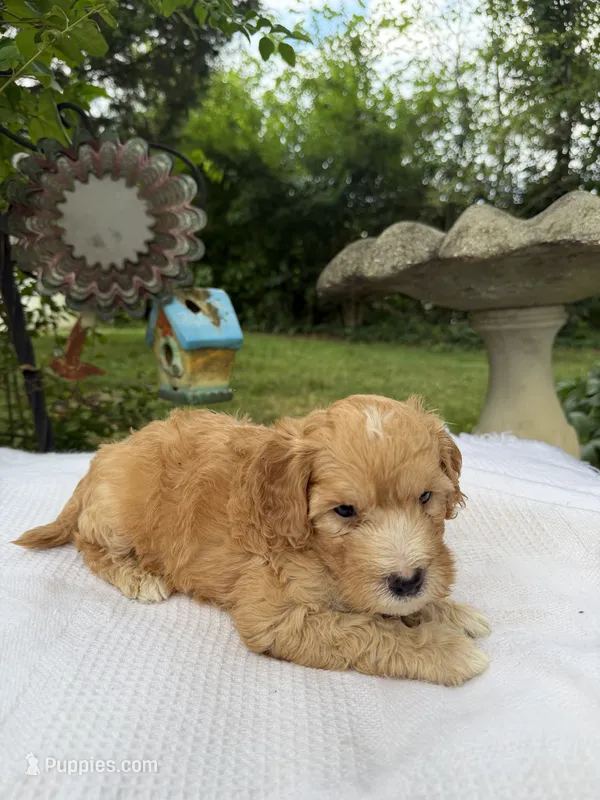 Sunny – Miniature Goldendoodle puppy for sale in Knoxville, TN