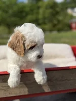 Quintin, a female Goldendoodle and Miniature Goldendoodle for sale in Knoxville, TN – 4 of 5