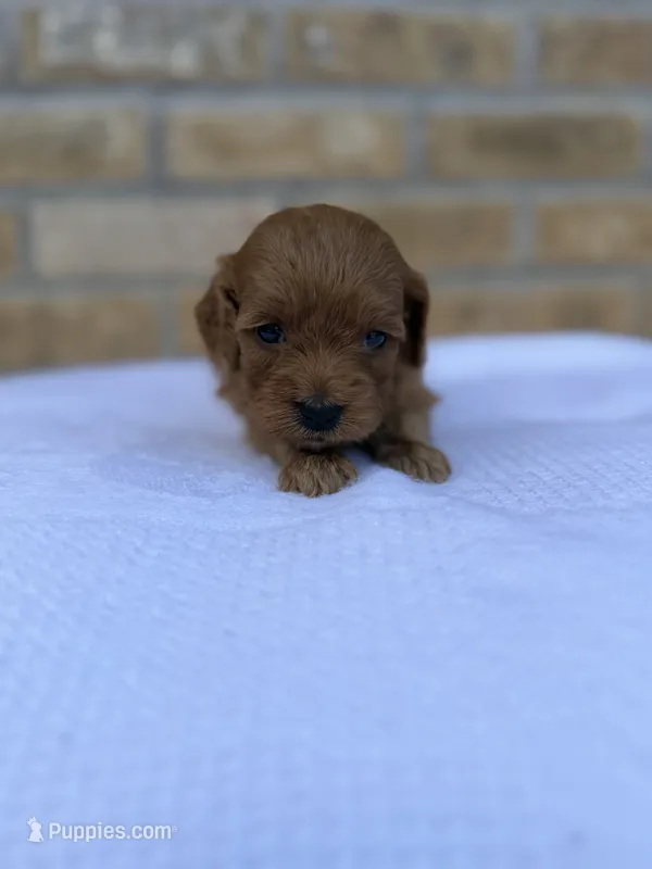 Ruby – Miniature Goldendoodle puppy for sale in Knoxville, TN