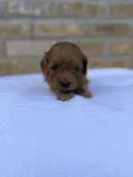 Ruby, a female Miniature Goldendoodle for sale in Knoxville, TN – 1 of 4