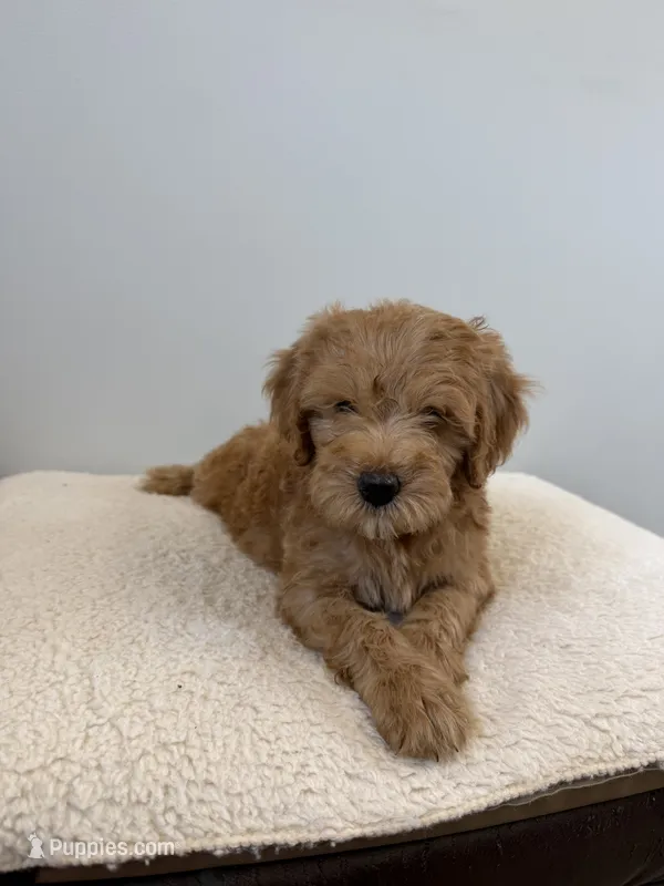 Scooby – Miniature Goldendoodle puppy for sale in Knoxville, TN