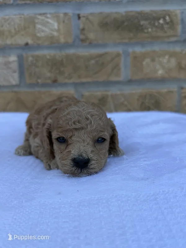 Shadow – Miniature Goldendoodle puppy for sale in Knoxville, TN