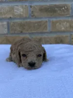 Shadow, a female Miniature Goldendoodle for sale in Knoxville, TN – 1 of 3