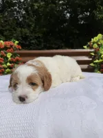 Queen, a female Goldendoodle and Miniature Goldendoodle for sale in Knoxville, TN – 3 of 5