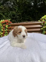 Queen, a female Goldendoodle and Miniature Goldendoodle for sale in Knoxville, TN – 4 of 5
