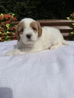 Queen, a female Goldendoodle and Miniature Goldendoodle for sale in Knoxville, TN – 2 of 5
