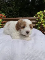 Queen, a female Goldendoodle and Miniature Goldendoodle for sale in Knoxville, TN – 5 of 5