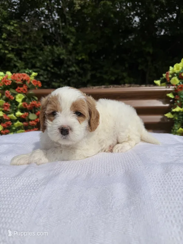 Queen – Goldendoodle, Miniature Goldendoodle puppy for sale in Knoxville, TN