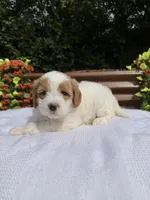 Queen, a female Goldendoodle and Miniature Goldendoodle for sale in Knoxville, TN – 1 of 5
