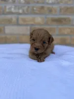 Rex , a male Miniature Goldendoodle for sale in Knoxville, TN – 2 of 5