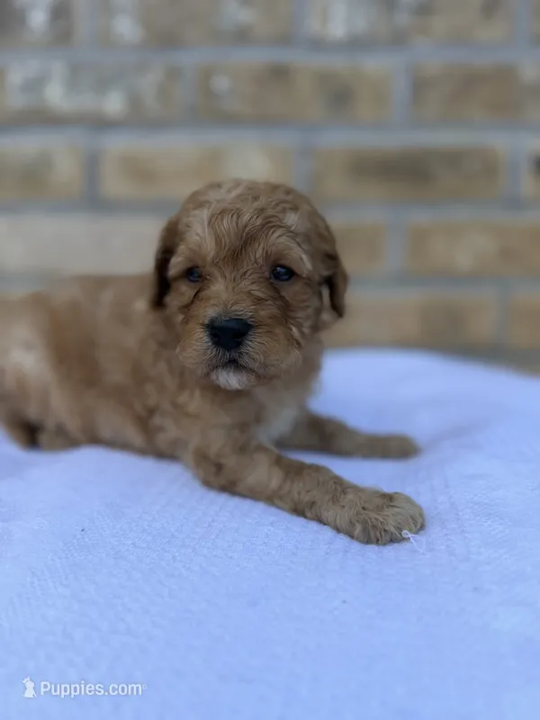 River – Miniature Goldendoodle puppy for sale in Knoxville, TN