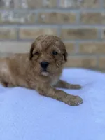 River, a female Miniature Goldendoodle for sale in Knoxville, TN – 1 of 4