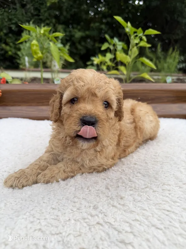 River – Miniature Goldendoodle puppy for sale in Knoxville, TN