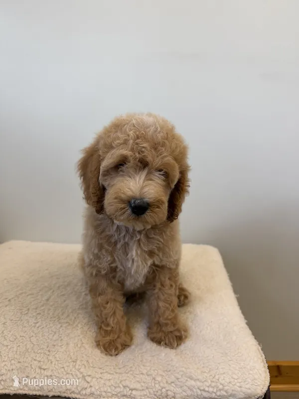 Rocky – Miniature Goldendoodle puppy for sale in Knoxville, TN