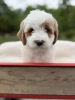 Quantum, a male Goldendoodle and Miniature Goldendoodle for sale in Knoxville, TN – 2 of 4