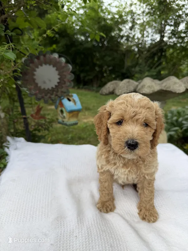 Rocky – Miniature Goldendoodle puppy for sale in Knoxville, TN