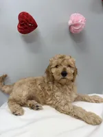 Prince, a male Miniature Goldendoodle for sale in Knoxville, TN – Photo 4 of 4