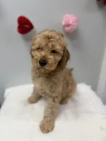 Prince, a male Miniature Goldendoodle for sale in Knoxville, TN – Photo 3 of 4