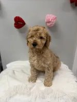 Prince, a male Miniature Goldendoodle for sale in Knoxville, TN – Photo 1 of 4