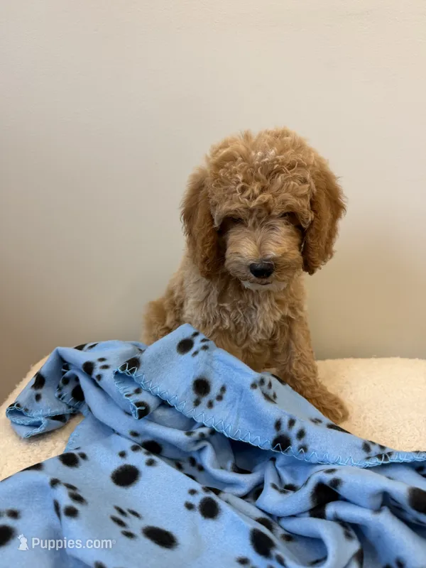 Rocky – Miniature Goldendoodle puppy for sale in Knoxville, TN